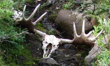 Yukon moose dead head